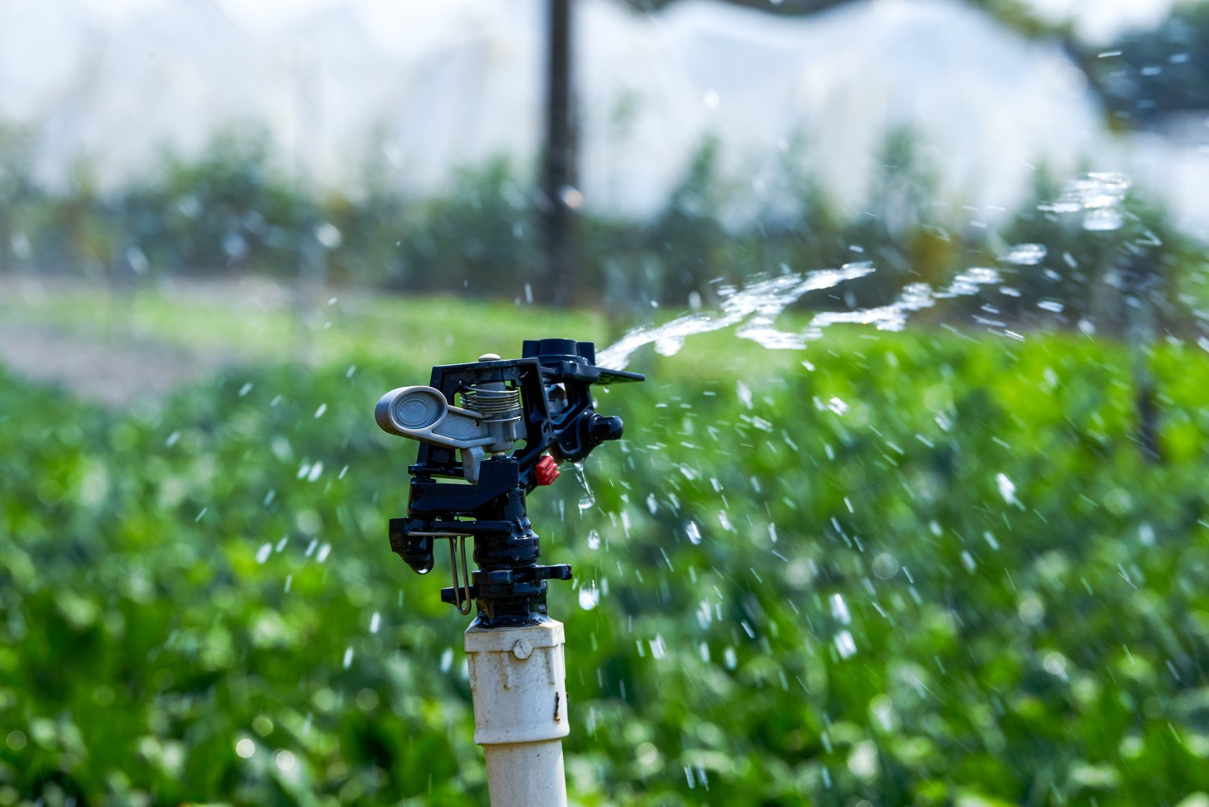 Automated sprinkler irrigation system and sprinkler heads in farm field outdoors