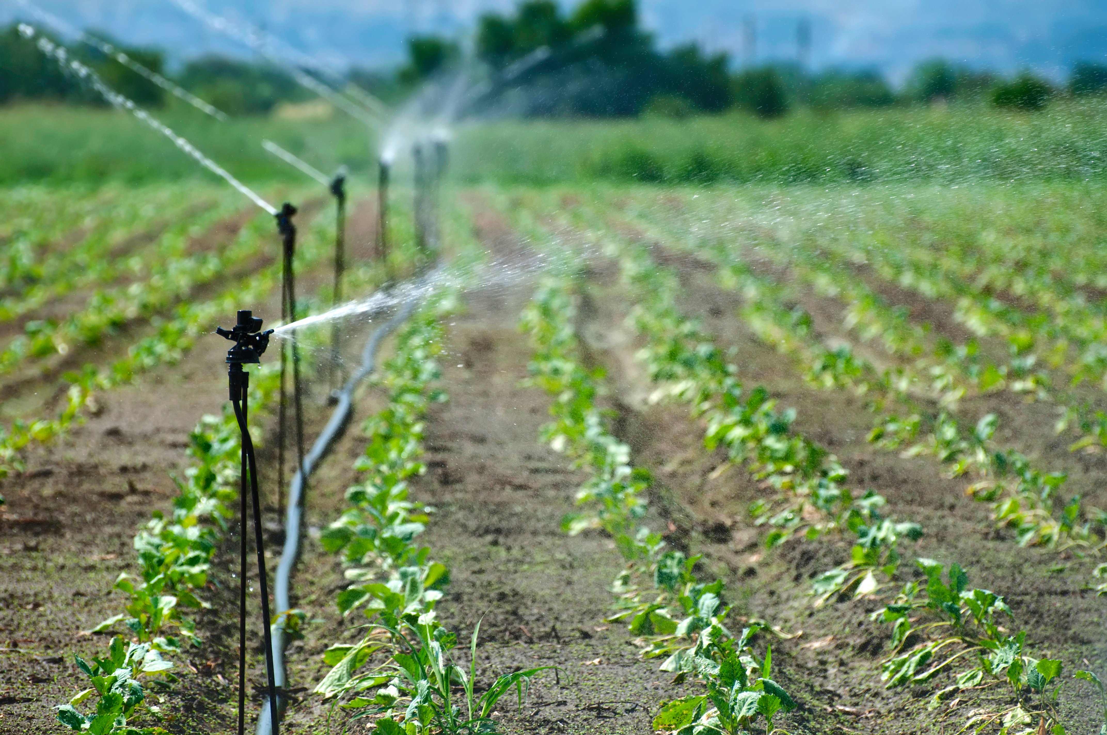 Irrigation